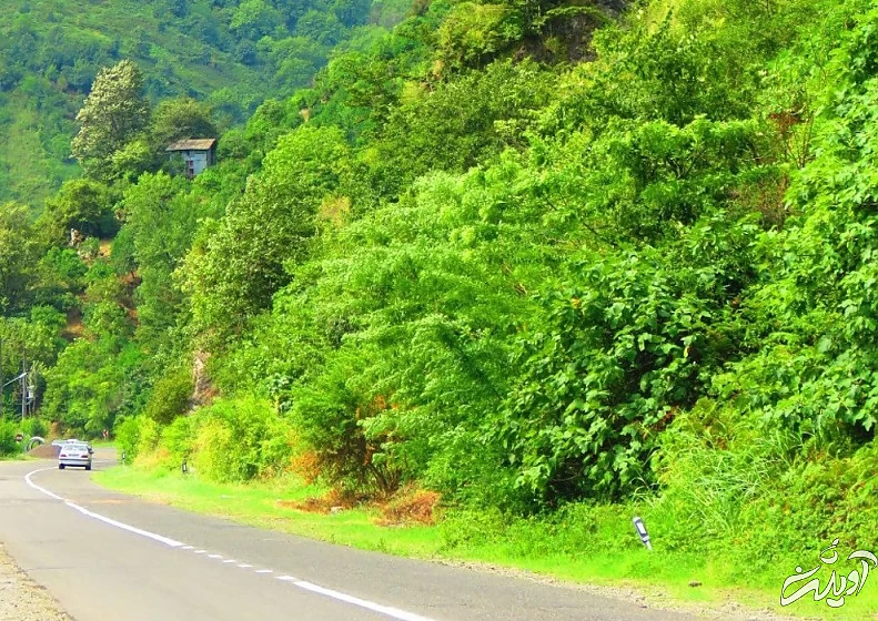 (تصاویر) آرامش جنگلهای زیبای سرولات و جنگسرا